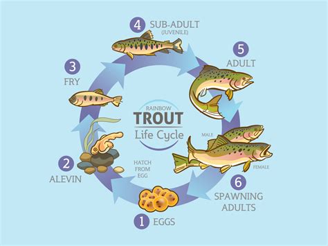 Rainbow Trout Life Cycle
